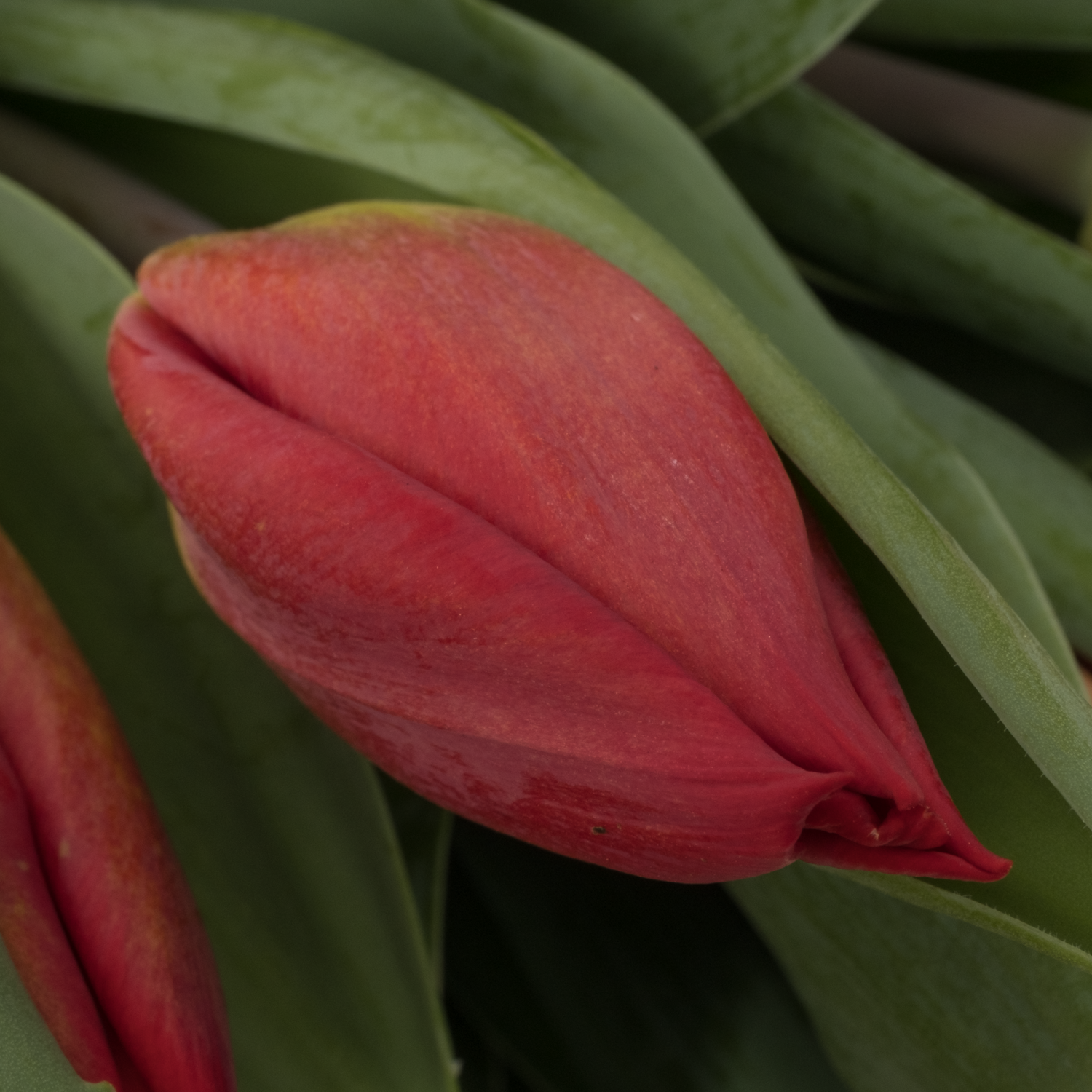 Tulpe rot Love flight 26 Gramm