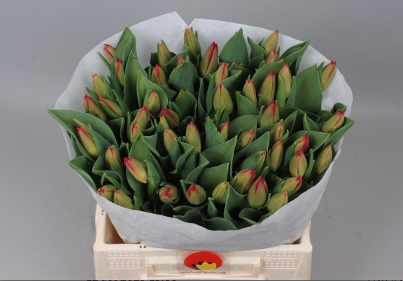 Tulpe rot Love flight 42 Gramm