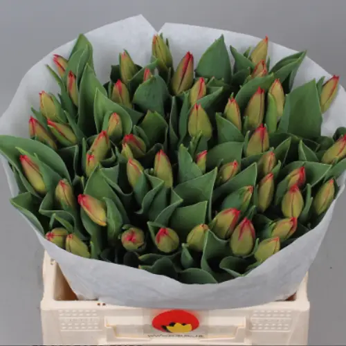 Tulpe rot Love flight 42 Gramm