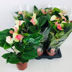 Anth.creme/rosa Fantasy Love T17 H050