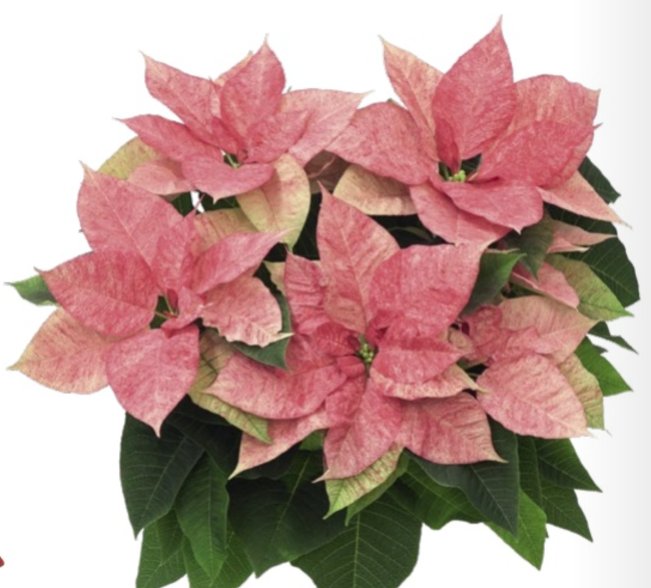 Poinsettia Aguarel T09 H018