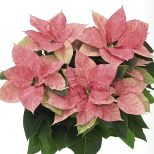 Poinsettia Aguarel T09 H018