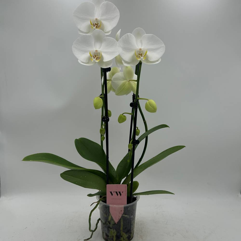 Phal.2-R weiss Cascade T12 H050