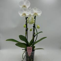 Phal.2-R weiss Cascade T12 H050