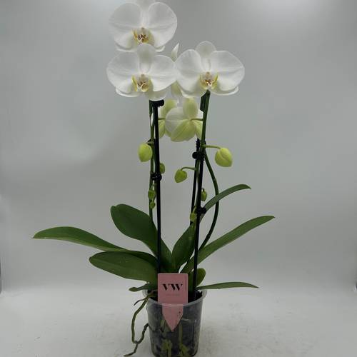 Phal.2-R weiss Cascade T12 H050