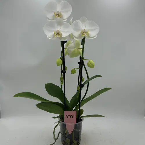 Phal.2-R weiss Cascade T12 H050