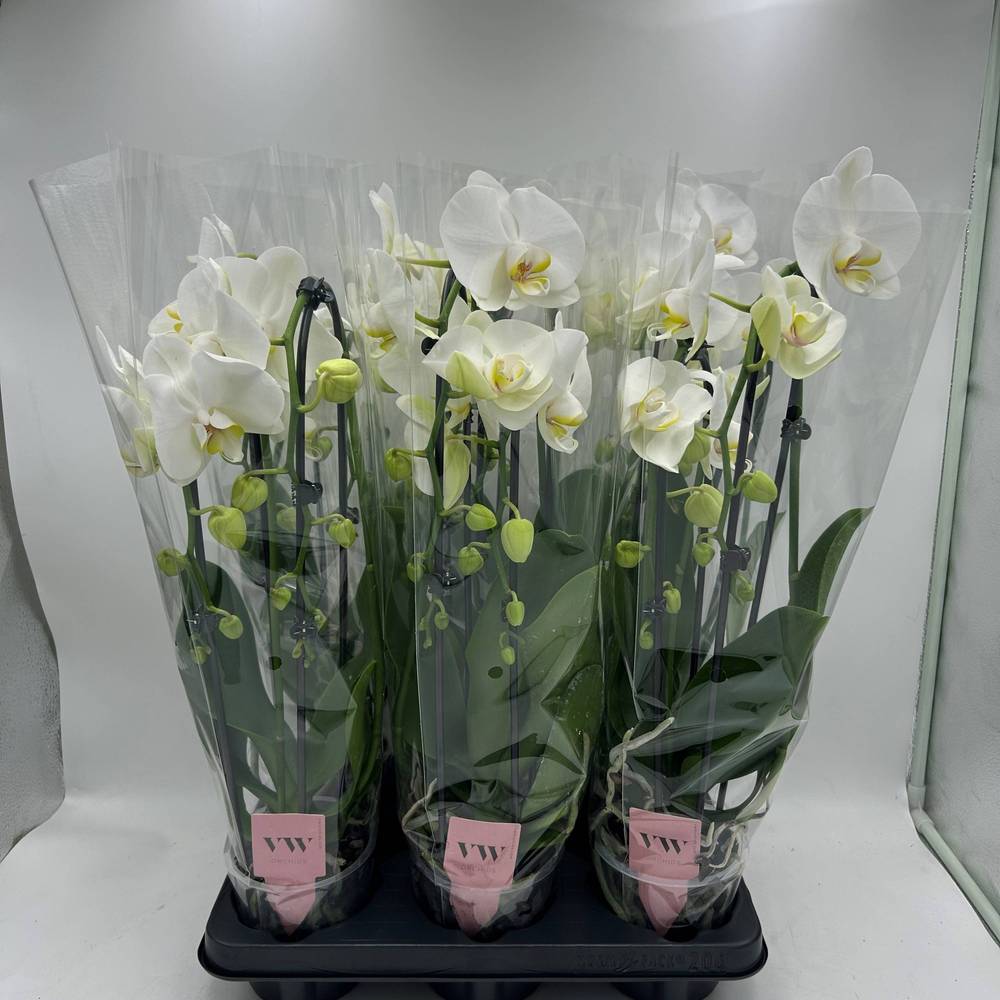 Phal.2-R weiss Cascade T12 H050