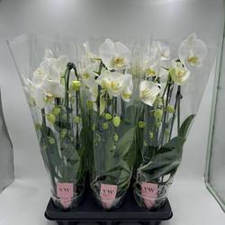 Phal.2-R weiss Cascade T12 H050