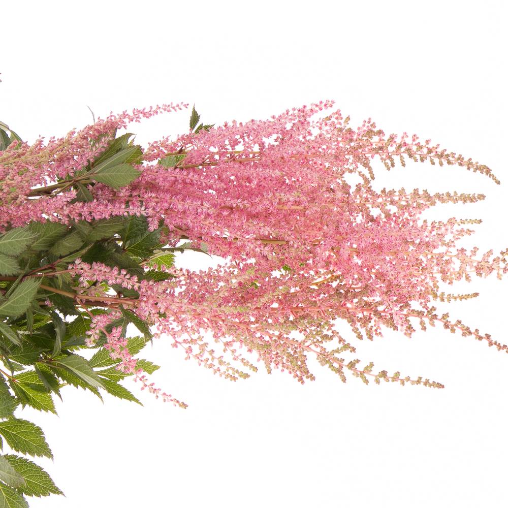 Spirea rosa Erika 60cm