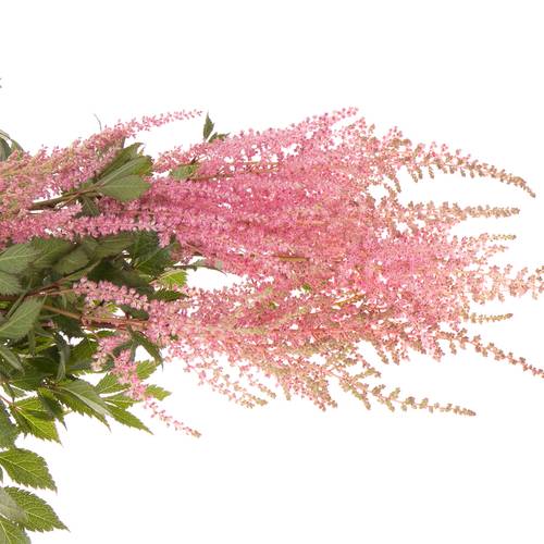 Spirea rosa Erika 60cm