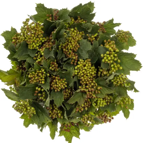 Viburnum grün Satisfaction 65cm