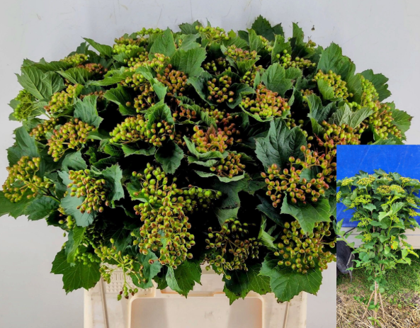 Viburnum grün Satisfaction 65cm