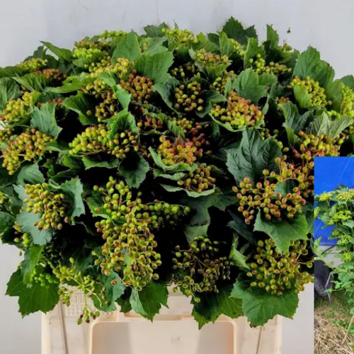 Viburnum grün Satisfaction 65cm