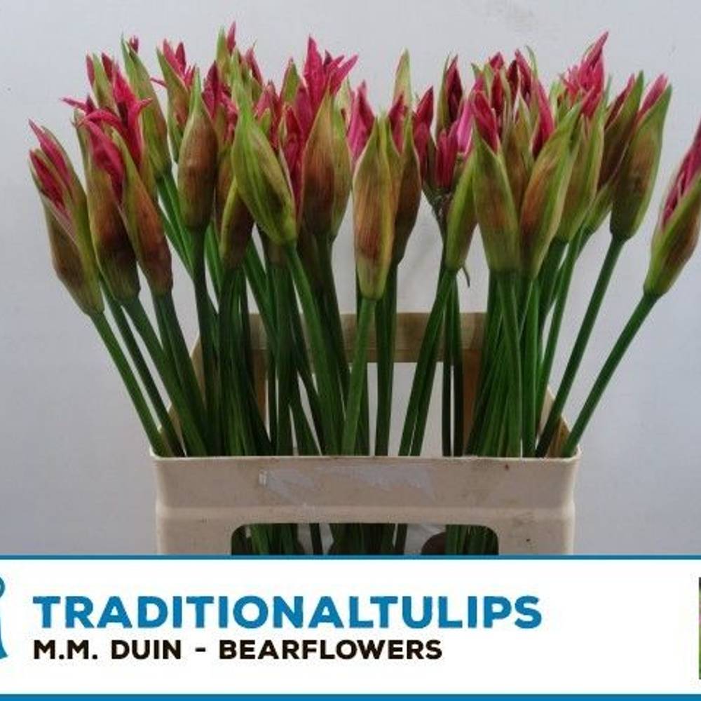 Nerine rosa Favourite 55cm