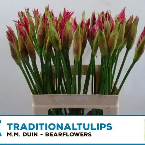 Nerine rosa Favourite 55cm