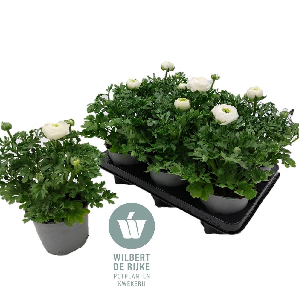 Ranunkel weiss T12 H022