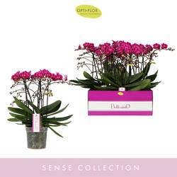 Phal.4-R fuchsia Bellisimo Amore T15 H050