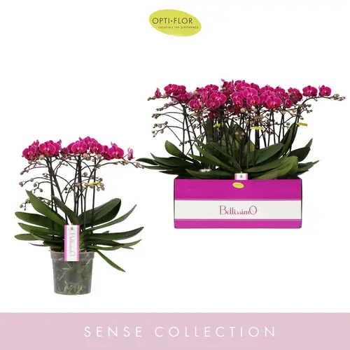 Phal.4-R fuchsia Bellisimo Amore T15 H050