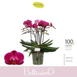 Phal.4-R fuchsia Bellisimo Amore T15 H050