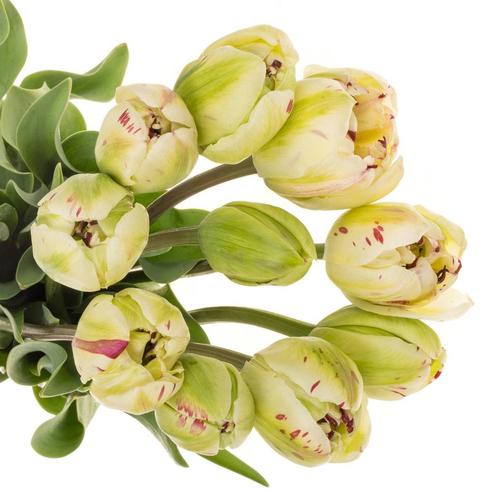 Franz.creme/rot Jonquieres 65 Gramm 70cm