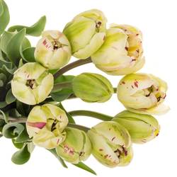 Franz.creme/rot Jonquieres 65 Gramm 70cm