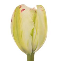 Franz.creme/rot Jonquieres 65 Gramm 70cm