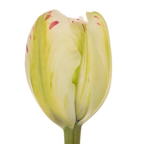 Franz.creme/rot Jonquieres 65 Gramm 70cm