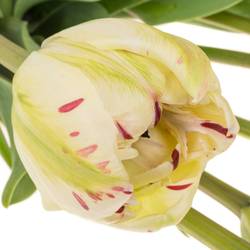 Franz.creme/rot Jonquieres 65 Gramm 70cm