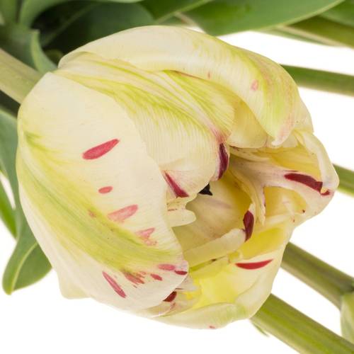 Franz.creme/rot Jonquieres 65 Gramm 70cm