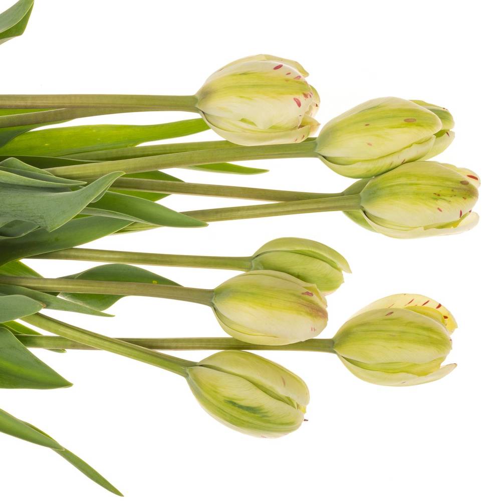 Franz.creme/rot Jonquieres 65 Gramm 70cm