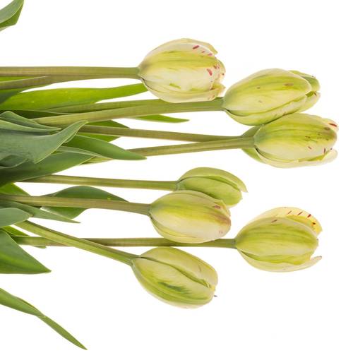 Franz.creme/rot Jonquieres 65 Gramm 70cm