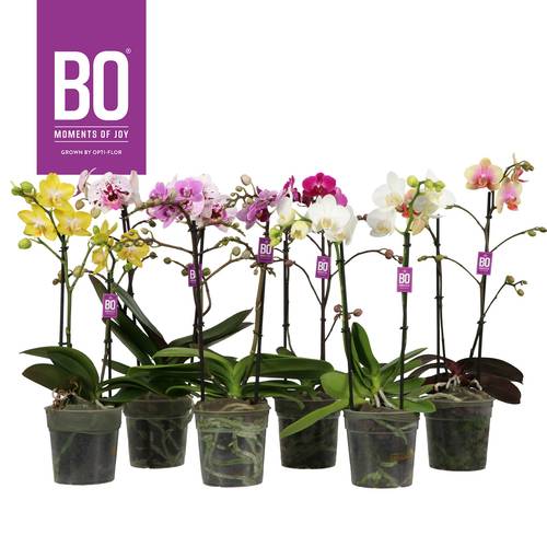 Phal.2-R mix BO Multiflora T12 H045