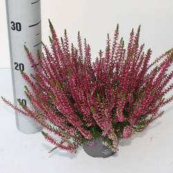Calluna rot GG Franca T12 H025