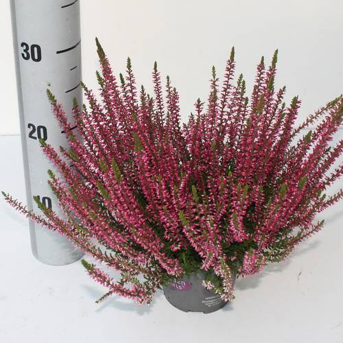 Calluna rot GG Franca T12 H025
