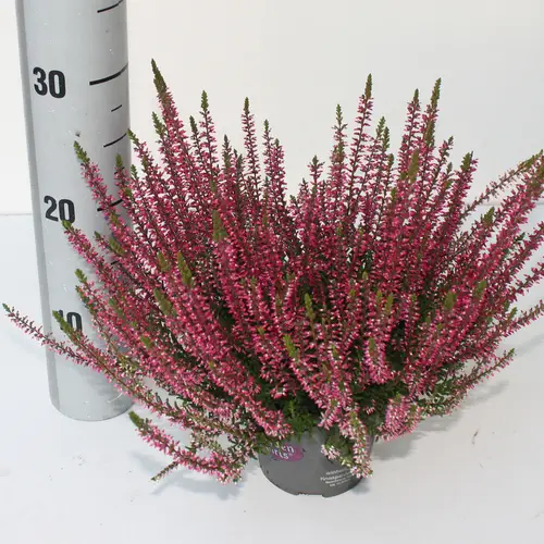 Calluna rot GG Franca T12 H025