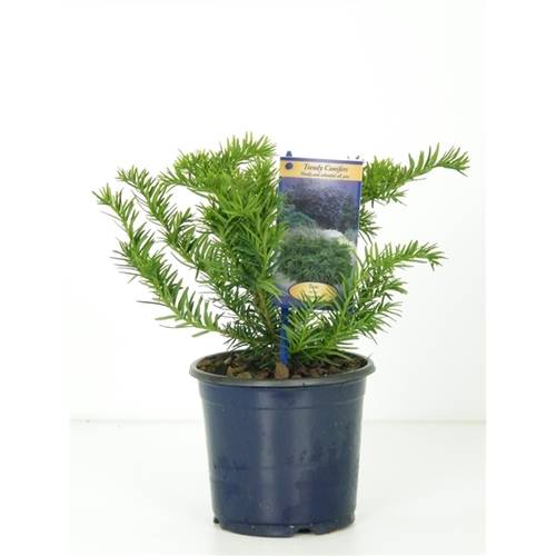 Taxus Baccata T13 H35 Repande