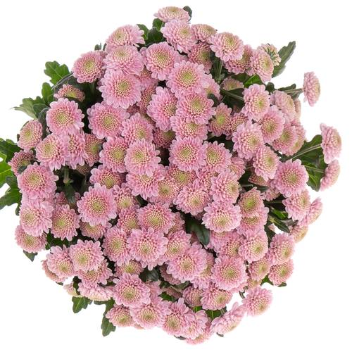 Santini rosa Sweet Ellison 55cm 1000 Gramm