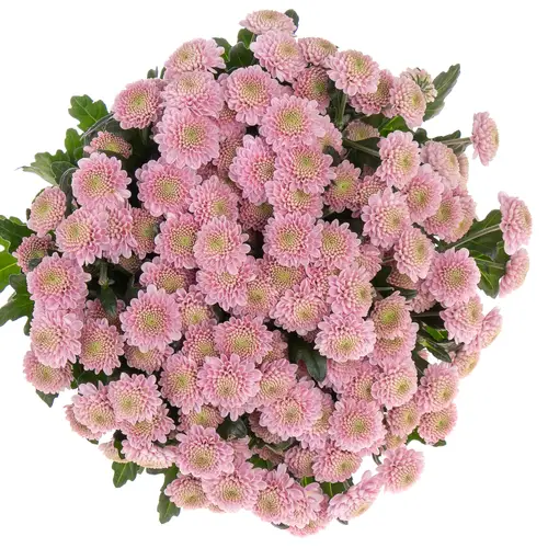 Santini rosa Sweet Ellison 55cm 1000 Gramm