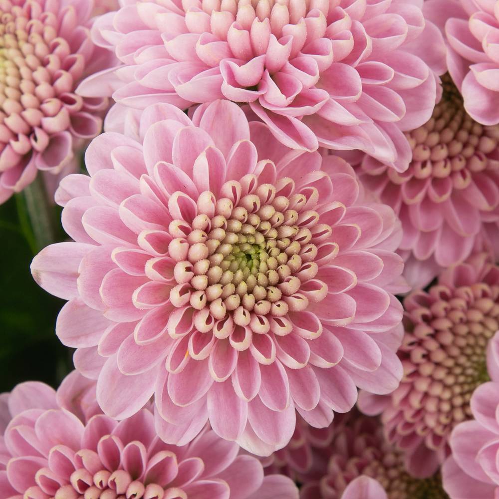 Santini rosa Sweet Ellison 55cm 1000 Gramm