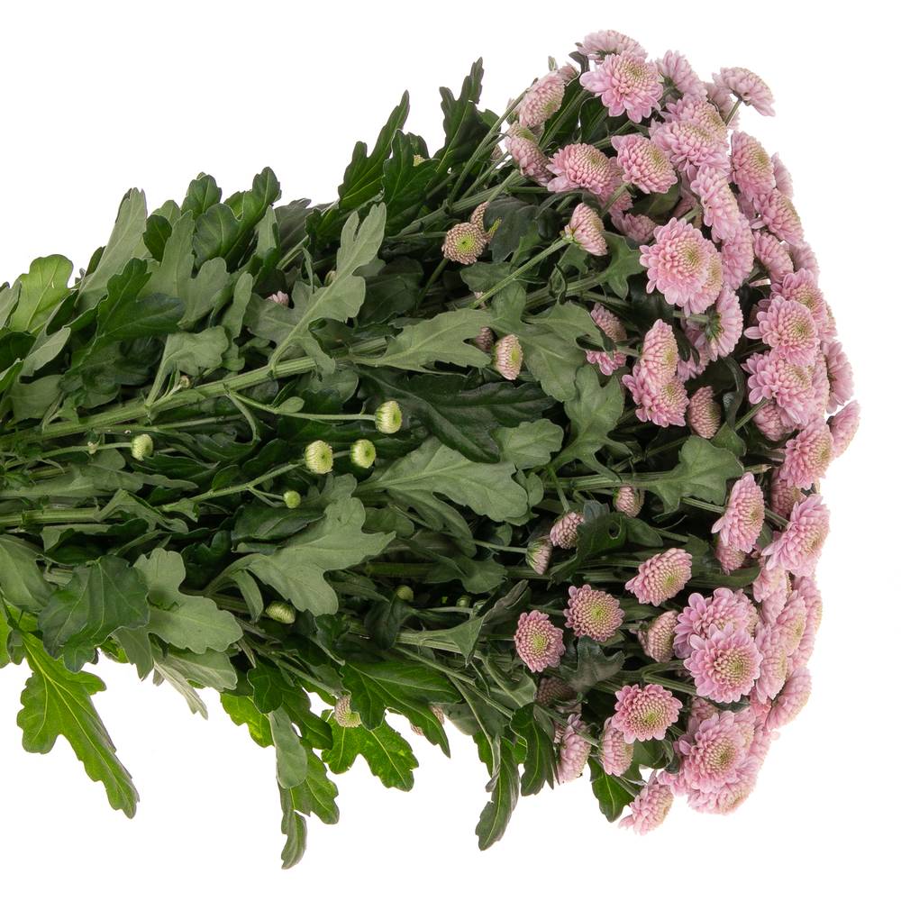 Santini rosa Sweet Ellison 55cm 1000 Gramm