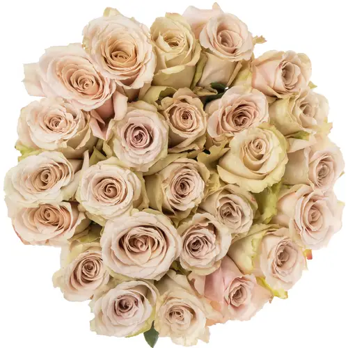 Rose lachs Quicksand (Ec) 50cm