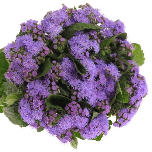 Ageratum lila 45cm