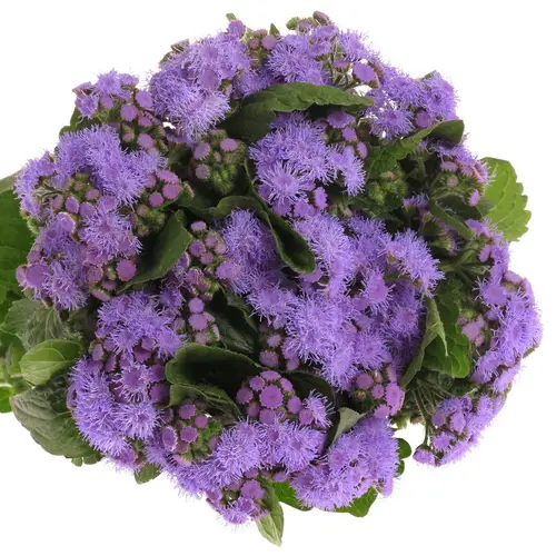 Ageratum lila 45cm
