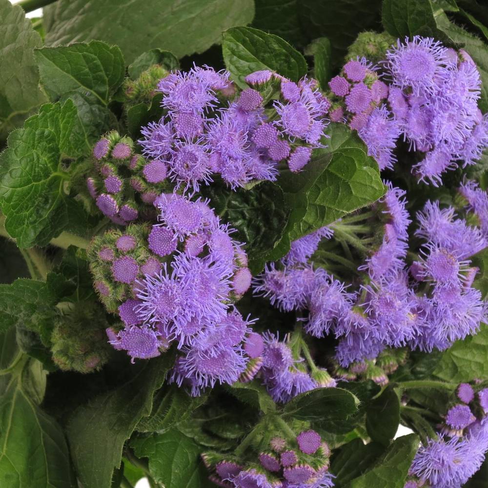 Ageratum lila 45cm
