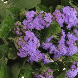 Ageratum lila 45cm