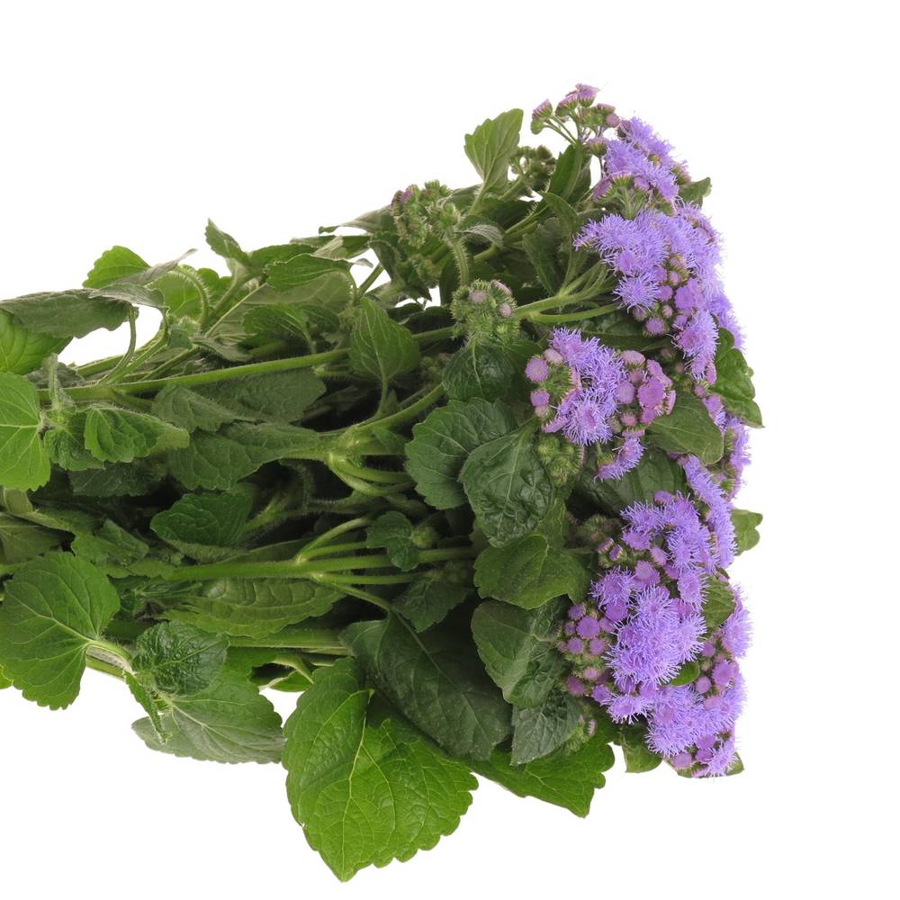 Ageratum lila 45cm