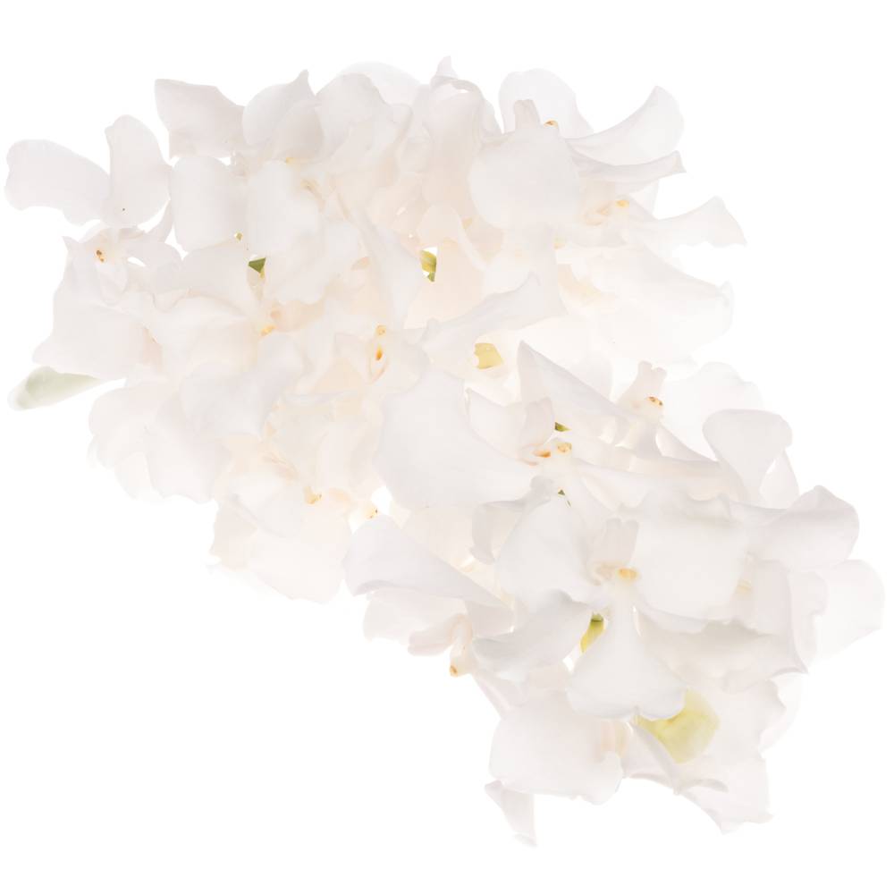 Vanda weiss Ansu No.1 2-3 Stiele 16Blüte