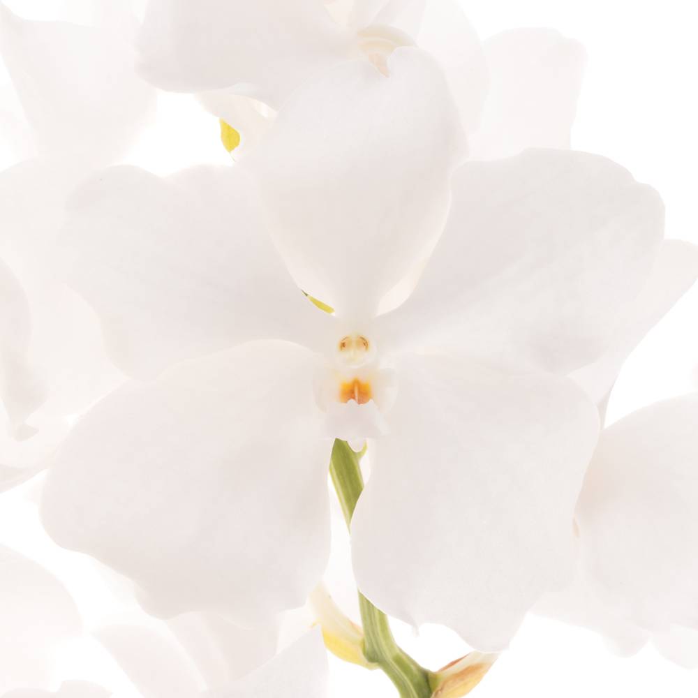 Vanda weiss Ansu No.1 2-3 Stiele 16Blüte