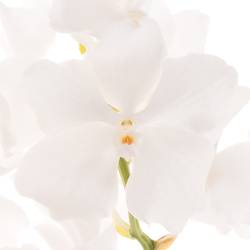 Vanda weiss Ansu No.1 2-3 Stiele 16Blüte