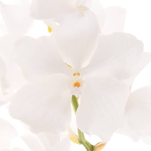 Vanda weiss Ansu No.1 2-3 Stiele 16Blüte